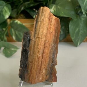 Red Petrified Wood Limb Orange Black Rough Display Specimen 3.3"x1.75" 142g 5oz